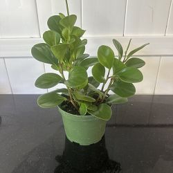 Baby Rubber Plant Baby Rubber Plant