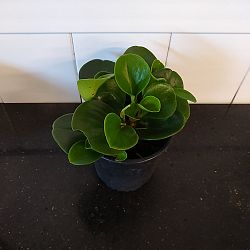 Baby Rubber Plant Baby Rubber Plant
