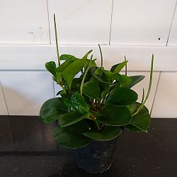 Baby Rubber Plant Baby Rubber Plant
