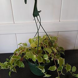 Variegated Cupid Peperomia Variegated Cupid Peperomia