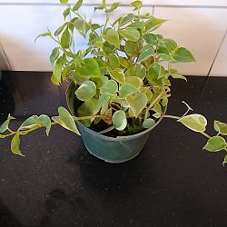 Variegated Cupid Peperomia Variegated Cupid Peperomia