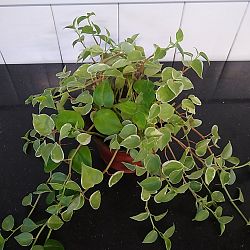 Variegated Cupid Peperomia Variegated Cupid Peperomia