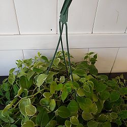 Variegated Cupid Peperomia Variegated Cupid Peperomia