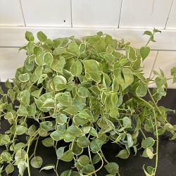 Variegated Cupid Peperomia Variegated Cupid Peperomia