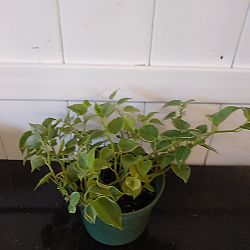 Variegated Cupid Peperomia Variegated Cupid Peperomia
