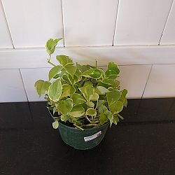 Variegated Cupid Peperomia Variegated Cupid Peperomia