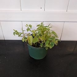 Variegated Cupid Peperomia Variegated Cupid Peperomia