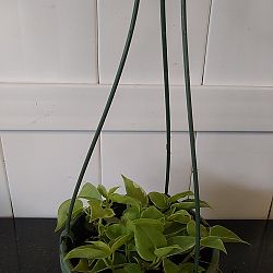 Variegated Cupid Peperomia Variegated Cupid Peperomia