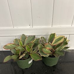 Peperomia 'Ginny' Peperomia 'Ginny'