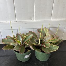 Peperomia 'Ginny' Peperomia 'Ginny'