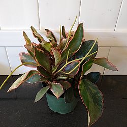 Peperomia 'Ginny' Peperomia 'Ginny'