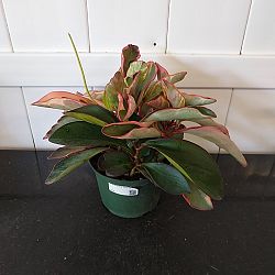 Peperomia 'Ginny' Peperomia 'Ginny'