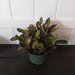 Peperomia 'Ginny' Peperomia 'Ginny'