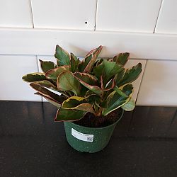 Peperomia 'Ginny' Peperomia 'Ginny'