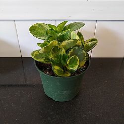 Peperomia 'Golden Gate' Peperomia 'Golden Gate'