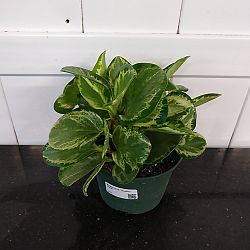 Peperomia 'Golden Gate' Peperomia 'Golden Gate'