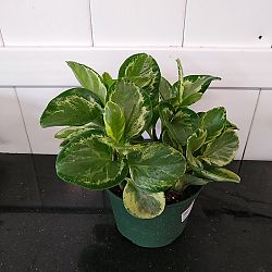 Peperomia 'Golden Gate' Peperomia 'Golden Gate'