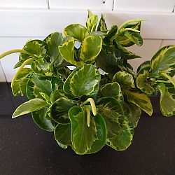 Peperomia 'Golden Gate' Peperomia 'Golden Gate'