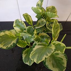 Peperomia 'Golden Gate' Peperomia 'Golden Gate'
