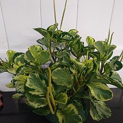 Peperomia 'Golden Gate' Peperomia 'Golden Gate'