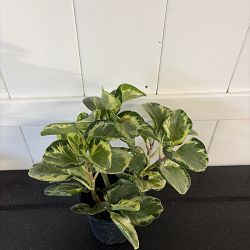 Peperomia 'Golden Gate' Peperomia 'Golden Gate'