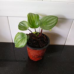 Watermelon Peperomia Watermelon Peperomia