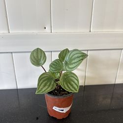 Watermelon Peperomia Watermelon Peperomia