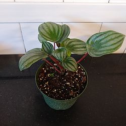 Watermelon Peperomia Watermelon Peperomia