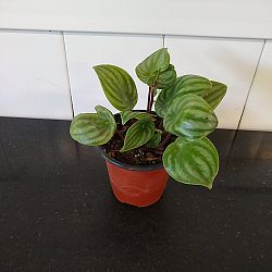 Watermelon Peperomia Watermelon Peperomia