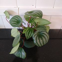 Watermelon Peperomia Watermelon Peperomia