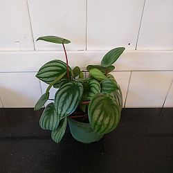 Watermelon Peperomia Watermelon Peperomia