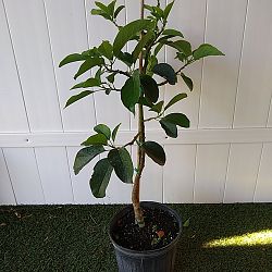 Catalina Avocado Tree Catalina Avocado Tree