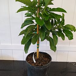 Catalina Avocado Tree Catalina Avocado Tree