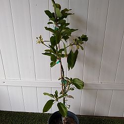 Catalina Avocado Tree Catalina Avocado Tree