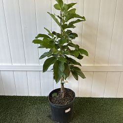 Catalina Avocado Tree Catalina Avocado Tree