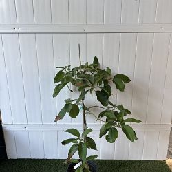 Choquette Avocado Tree Choquette Avocado Tree