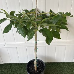 Choquette Avocado Tree Choquette Avocado Tree