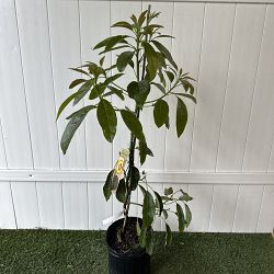 Hass Avocado Tree Hass Avocado Tree