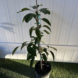 Hass Avocado Tree Hass Avocado Tree