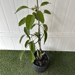Hass Avocado Tree Hass Avocado Tree
