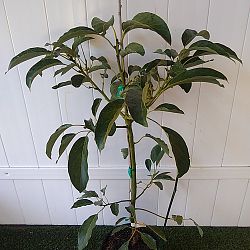Hass Avocado Tree Hass Avocado Tree