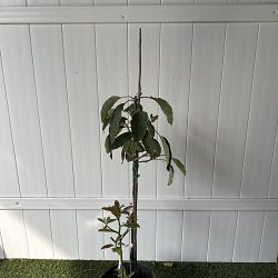 Hass Avocado Tree Hass Avocado Tree