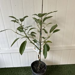 Hass Avocado Tree Hass Avocado Tree