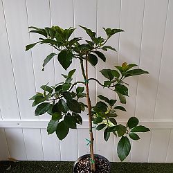 Russell Avocado Tree Russell Avocado Tree