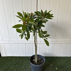 Waldin Avocado Tree Waldin Avocado Tree