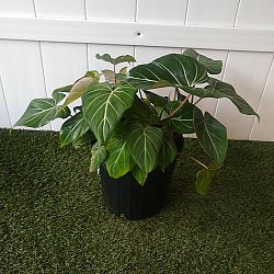 Philodendron gloriosum Philodendron gloriosum