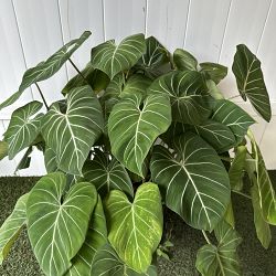 Philodendron gloriosum Philodendron gloriosum