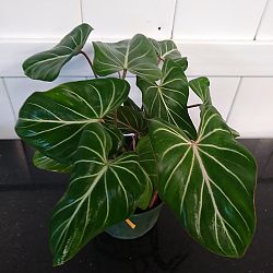 Philodendron gloriosum Philodendron gloriosum