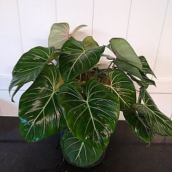 Philodendron gloriosum Philodendron gloriosum