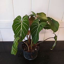 Philodendron gloriosum Philodendron gloriosum